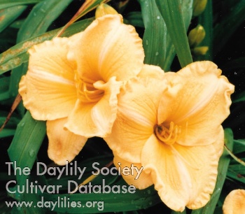 Daylily Brazilian Orange